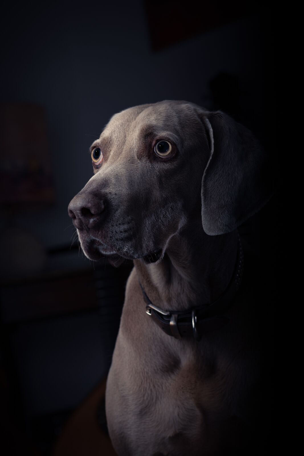 Portrait animalier, chien de race weimaraner